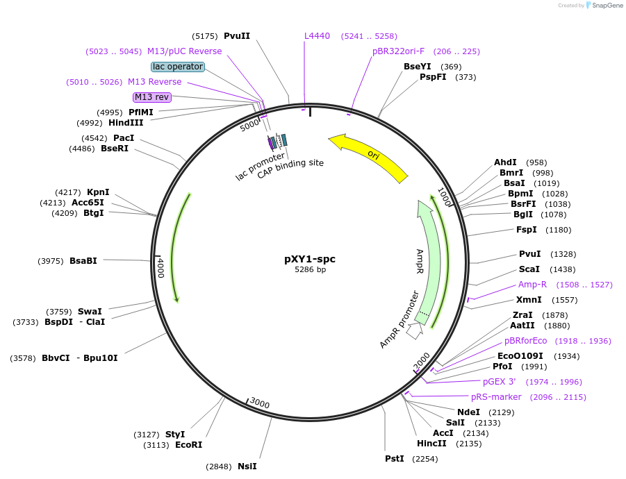 90488-plasmid-map-sequence-id-178610