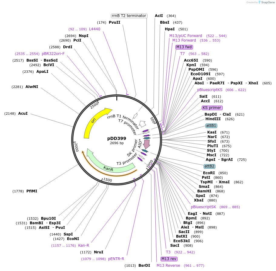 91821-plasmid-map-sequence-id-178612