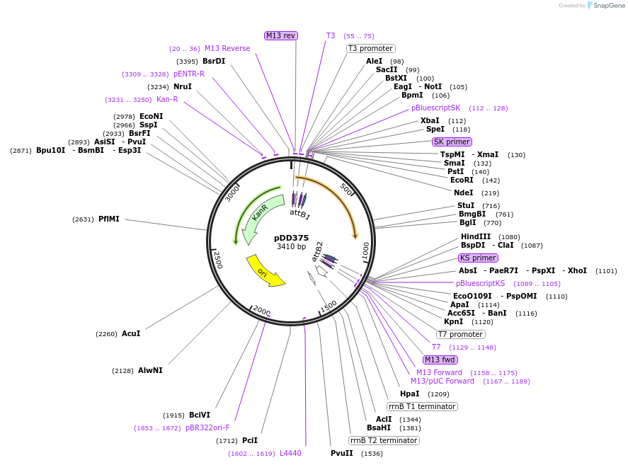 91825-plasmid-map-sequence-id-178613