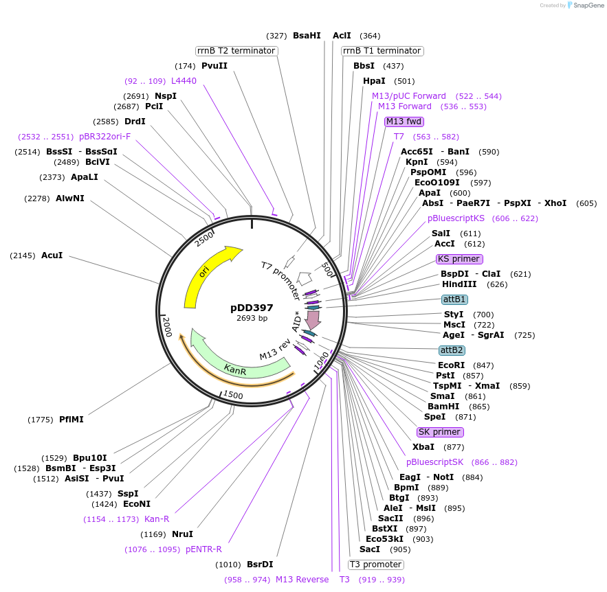 91822-plasmid-map-sequence-id-178615
