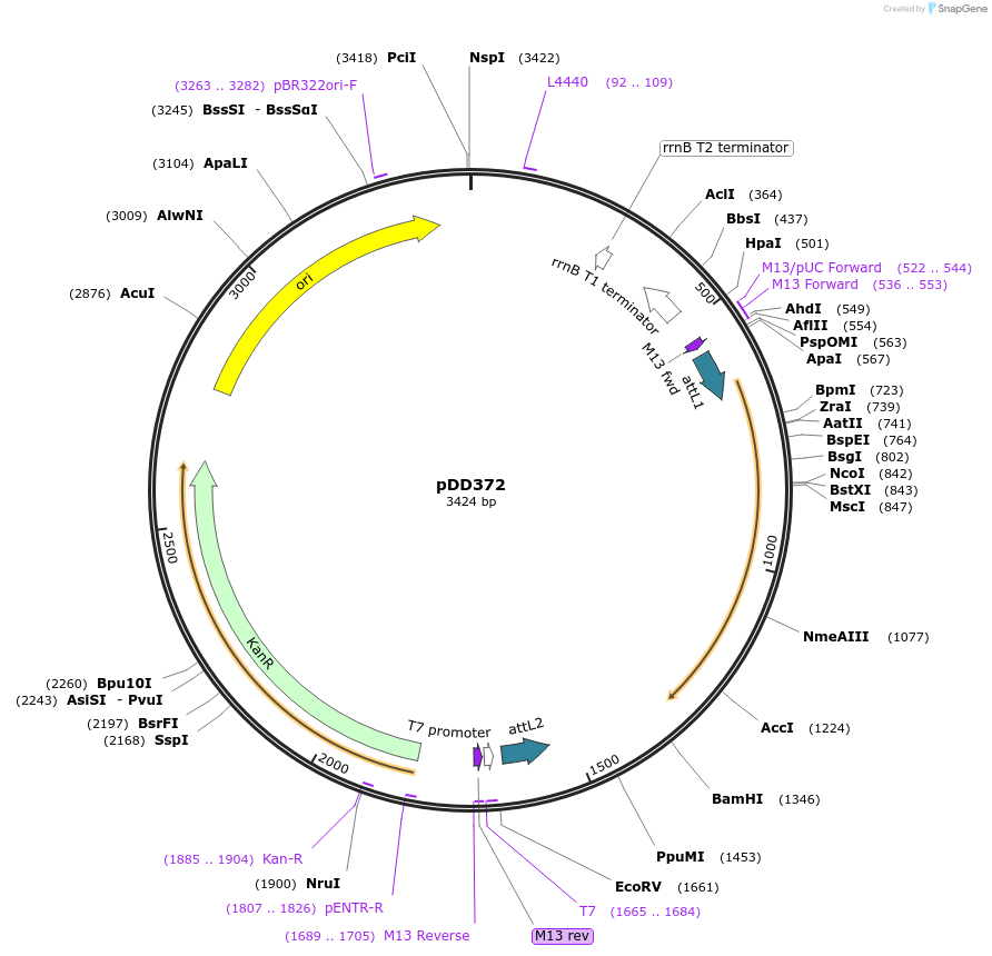 91824-plasmid-map-sequence-id-178616