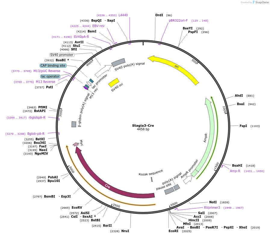 73991-plasmid-map-sequence-id-178617