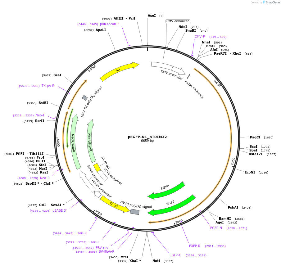 69541-plasmid-map-sequence-id-178622
