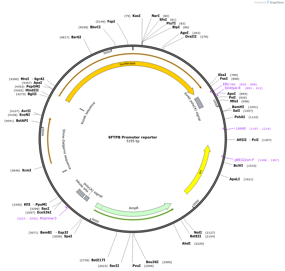 88868-plasmid-map-sequence-id-178631