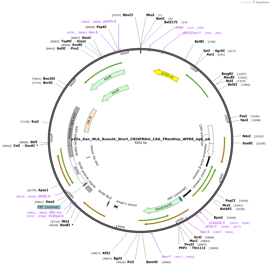 97010-plasmid-map-sequence-id-178635