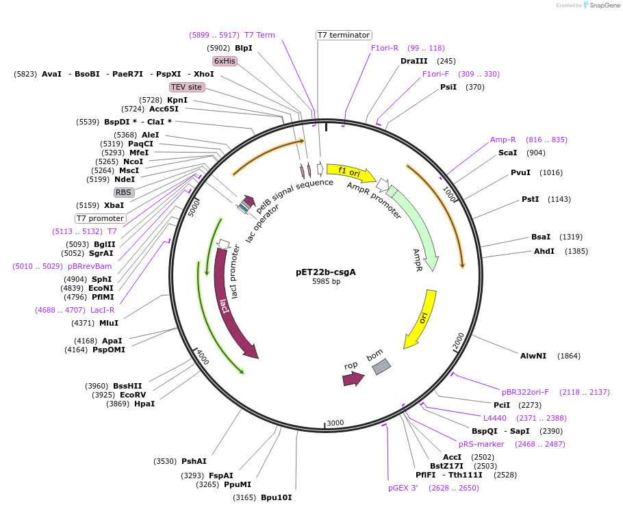 89581-plasmid-map-sequence-id-178653