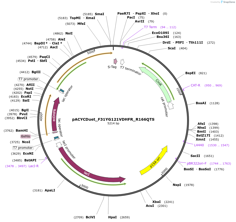 91228-plasmid-map-sequence-id-178683