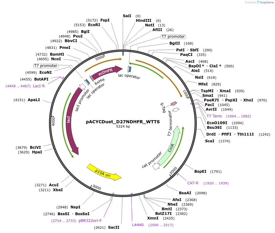 91244-plasmid-map-sequence-id-178688