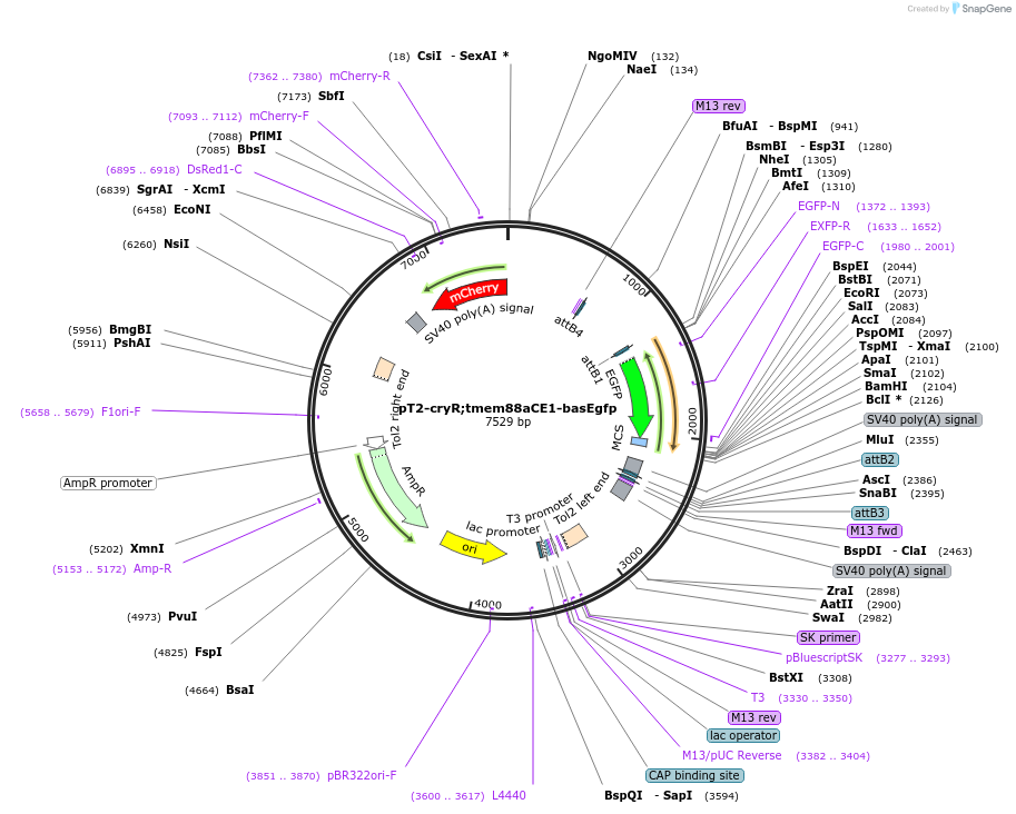 90135-plasmid-map-sequence-id-178702