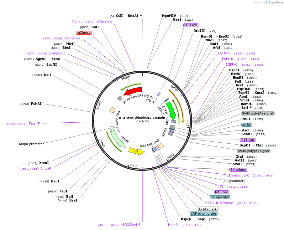 90136-plasmid-map-sequence-id-178703