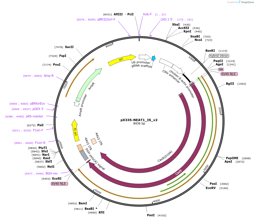 97086-plasmid-map-sequence-id-178717