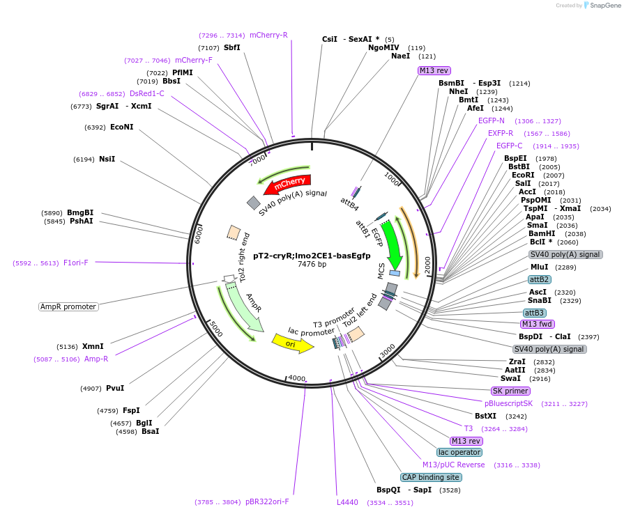 90141-plasmid-map-sequence-id-178730