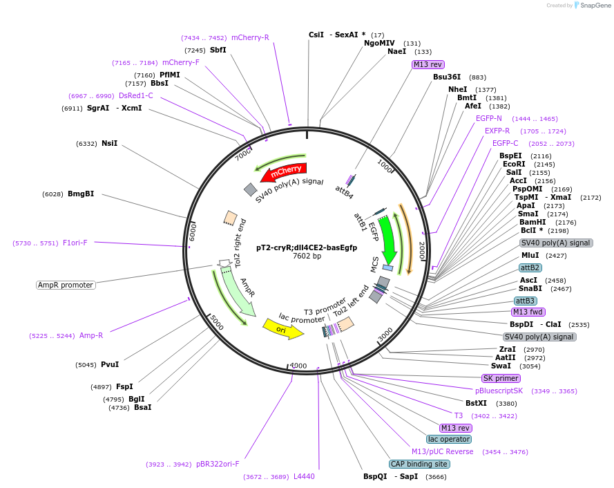 90144-plasmid-map-sequence-id-178749