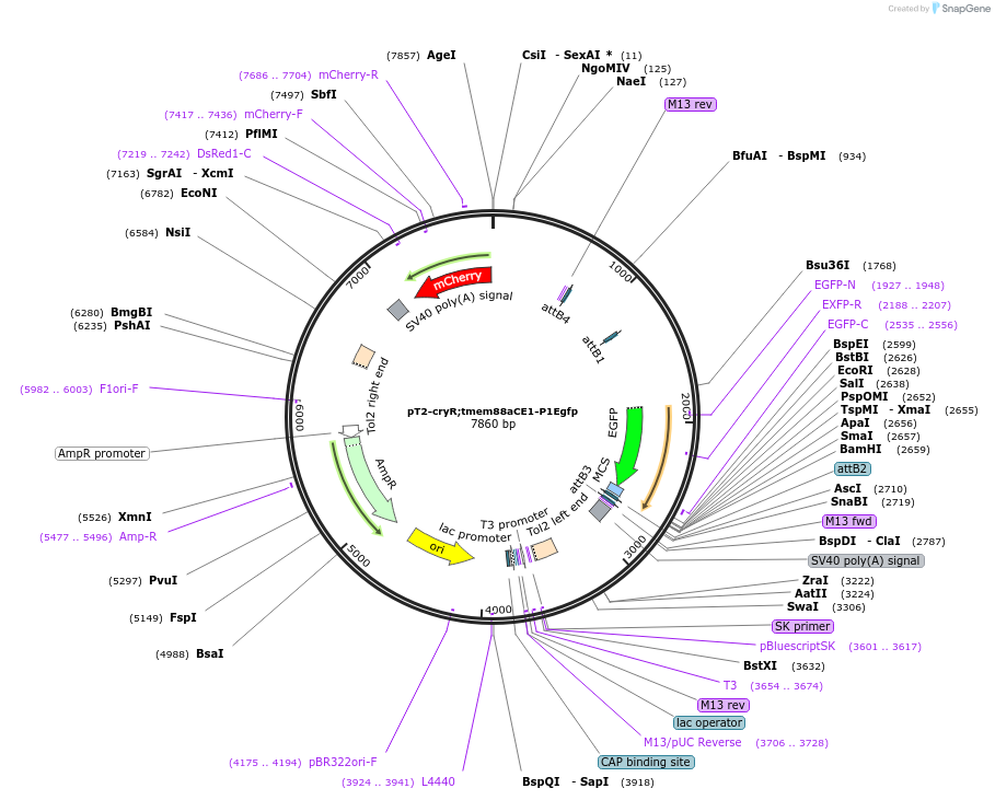 90148-plasmid-map-sequence-id-178755