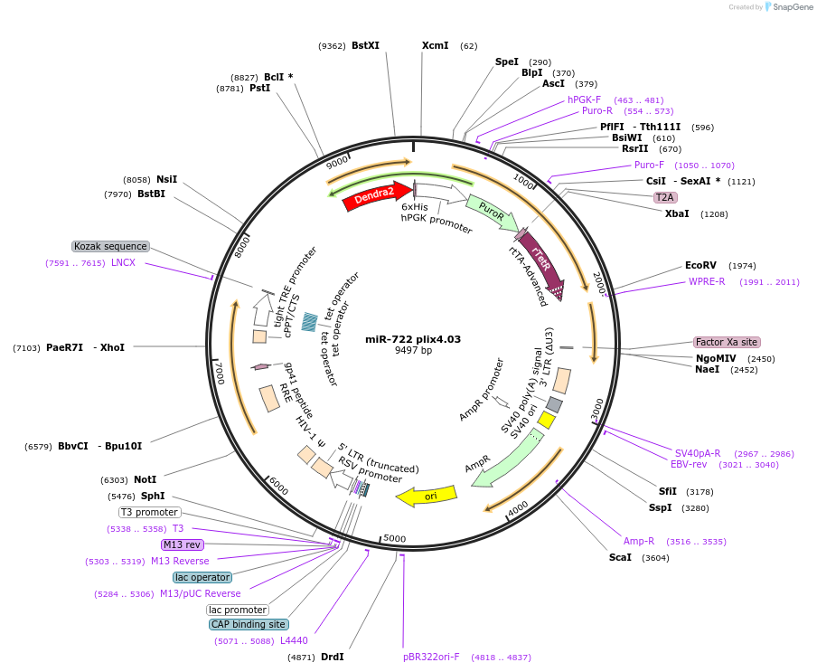97140-plasmid-map-sequence-id-178795