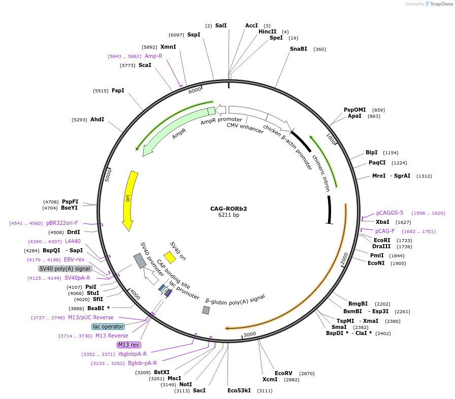73999-plasmid-map-sequence-id-178822