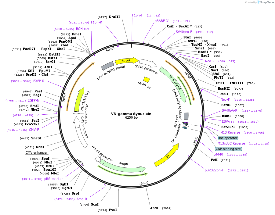 89733-plasmid-map-sequence-id-178834