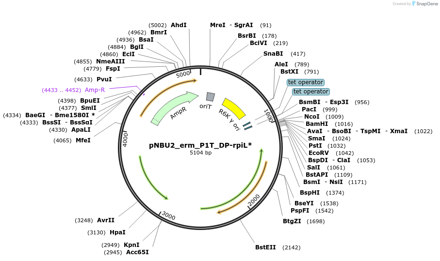 90320-plasmid-map-sequence-id-178855