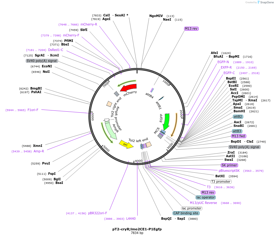 90153-plasmid-map-sequence-id-178859