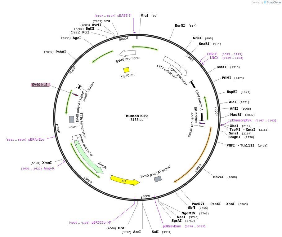 14744-plasmid-map-sequence-id-178861