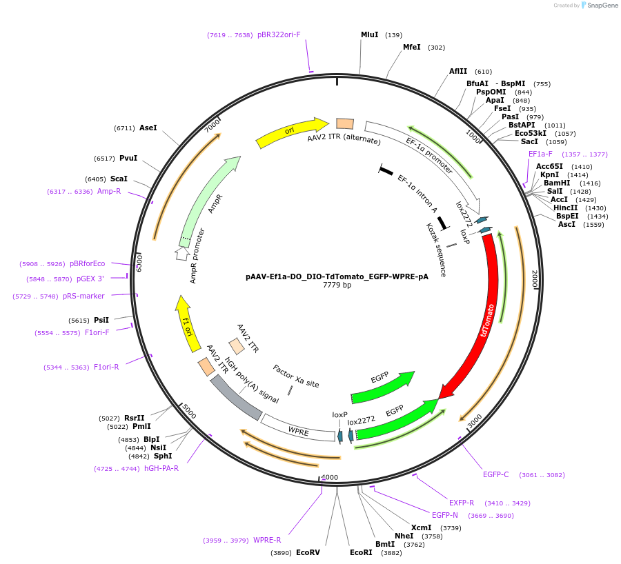 37120-plasmid-map-sequence-id-178870
