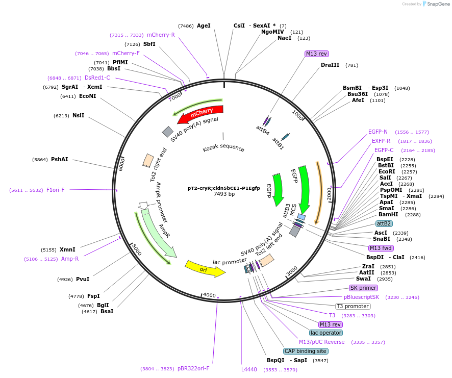 90154-plasmid-map-sequence-id-178874