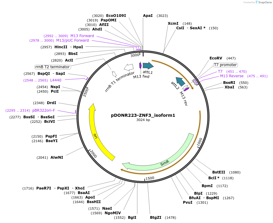 87978-plasmid-map-sequence-id-178881
