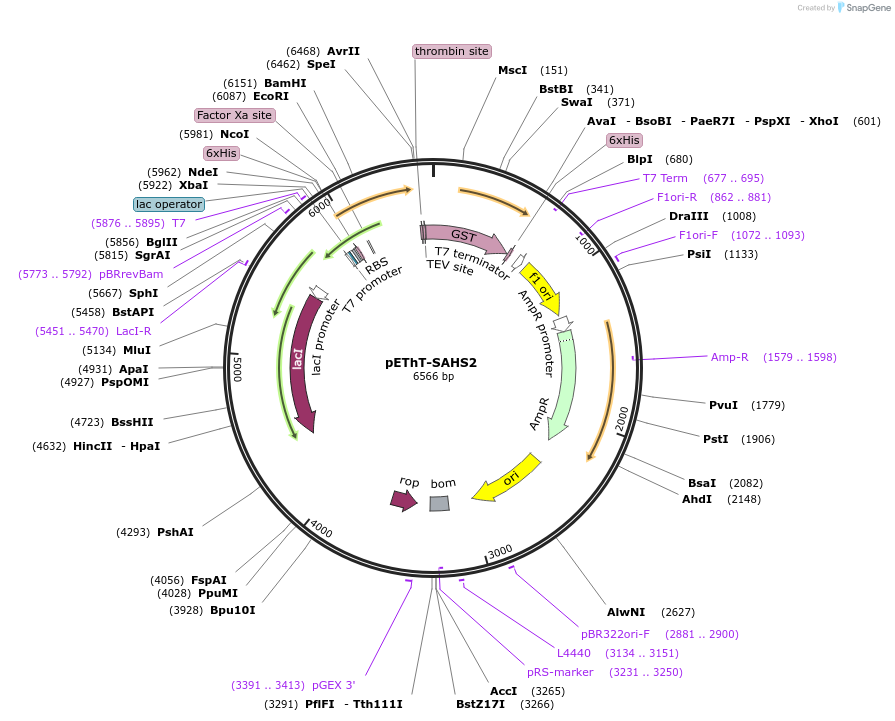 90026-plasmid-map-sequence-id-178884