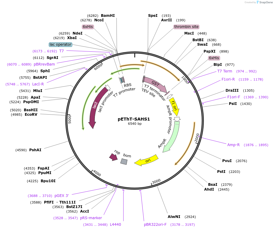 90025-plasmid-map-sequence-id-178885