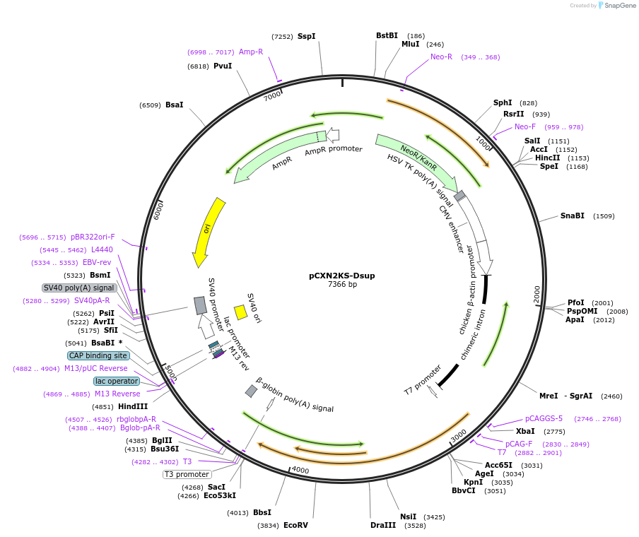 90019-plasmid-map-sequence-id-178890