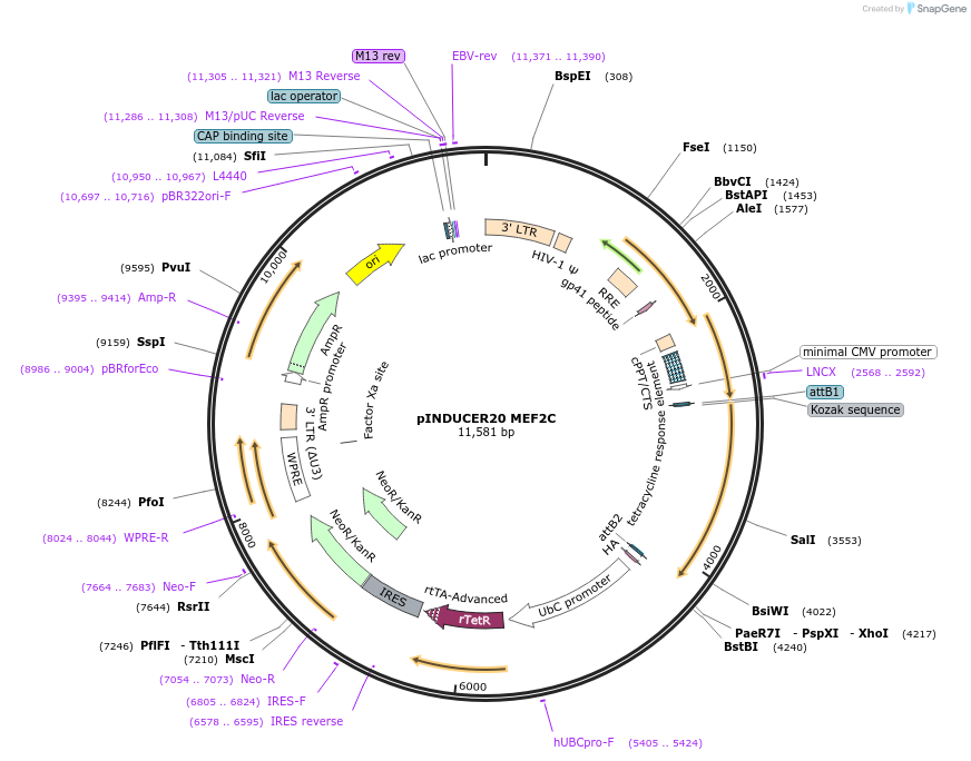 89717-plasmid-map-sequence-id-178892