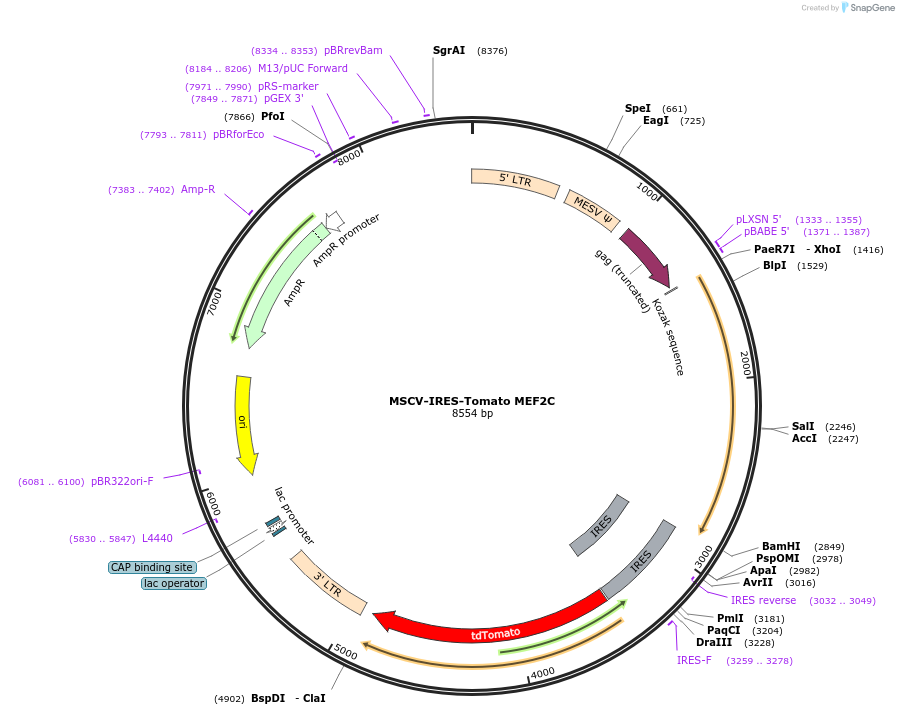 89715-plasmid-map-sequence-id-178894