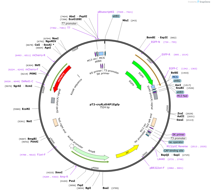90160-plasmid-map-sequence-id-178944