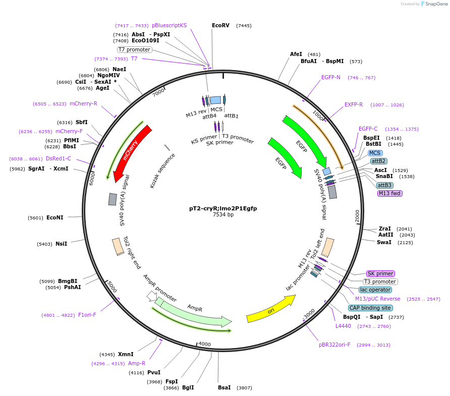 90162-plasmid-map-sequence-id-178954