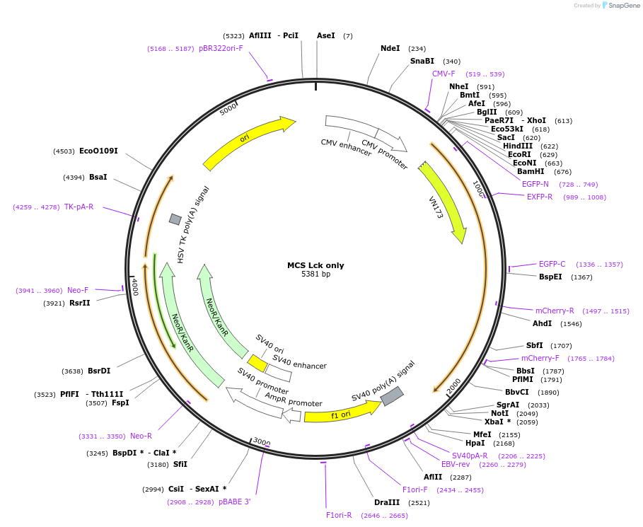 90411-plasmid-map-sequence-id-178955