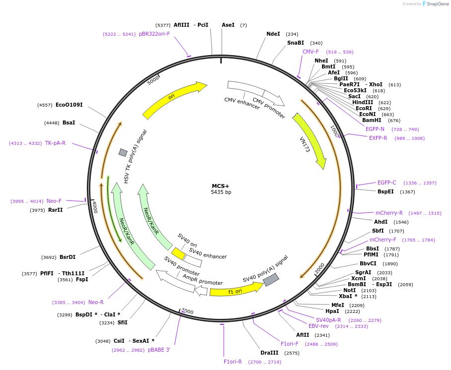 90412-plasmid-map-sequence-id-178958