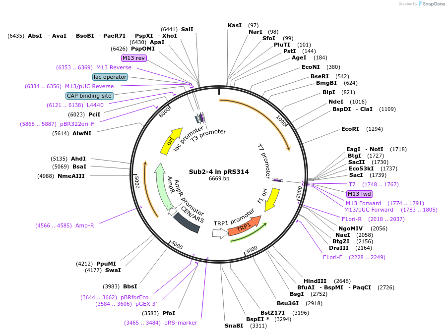 90455-plasmid-map-sequence-id-178959