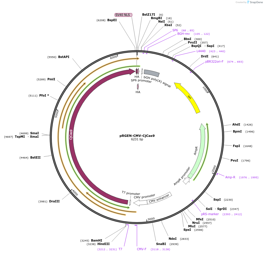 89752-plasmid-map-sequence-id-178965