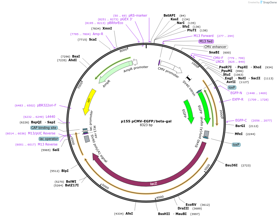 8387-plasmid-map-sequence-id-178966