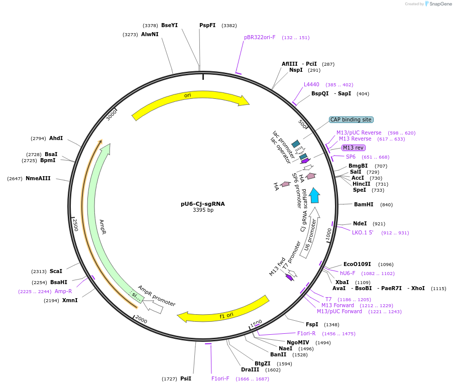 89753-plasmid-map-sequence-id-178968