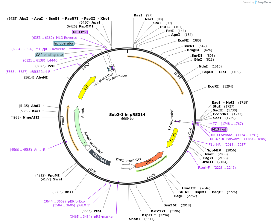 90454-plasmid-map-sequence-id-178972