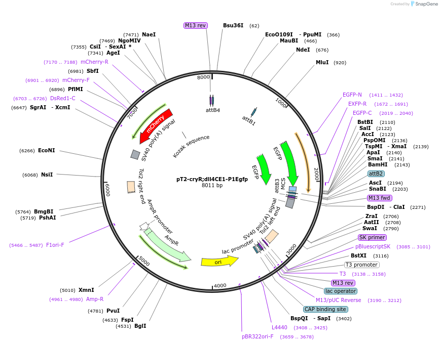 90146-plasmid-map-sequence-id-178975