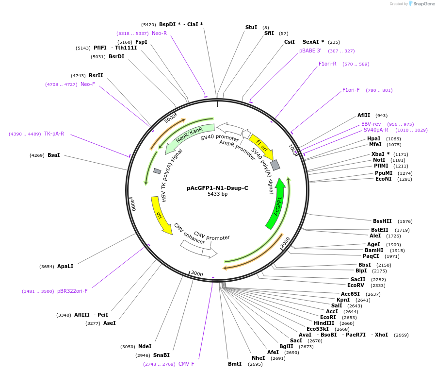 90022-plasmid-map-sequence-id-178987