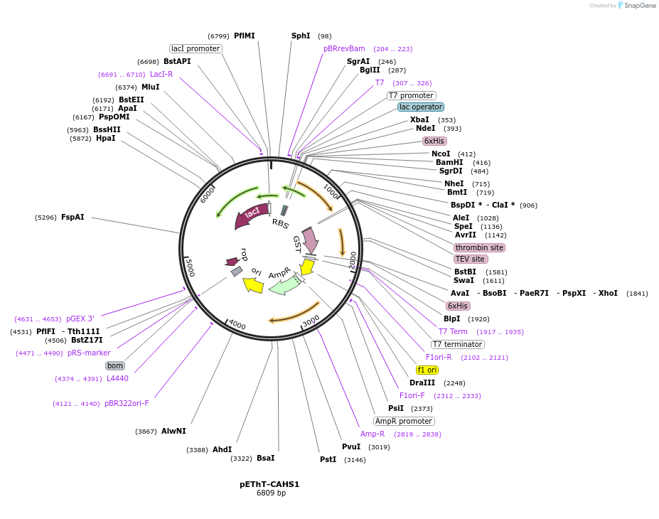 90027-plasmid-map-sequence-id-178988