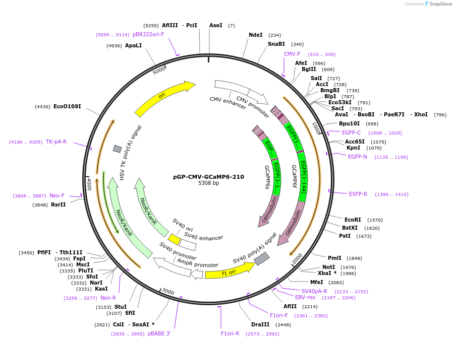 91778-plasmid-map-sequence-id-178989