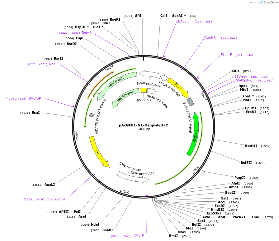 90023-plasmid-map-sequence-id-178995