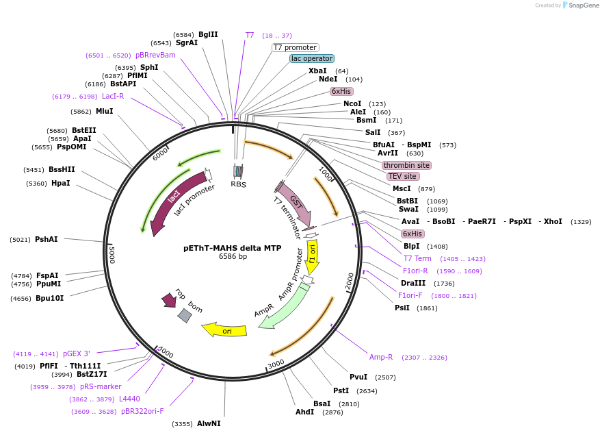 90032-plasmid-map-sequence-id-178997