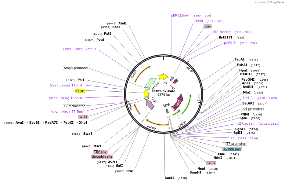 90033-plasmid-map-sequence-id-178998