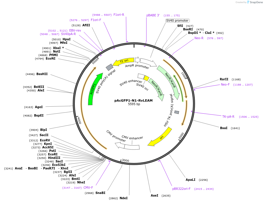 90035-plasmid-map-sequence-id-178999