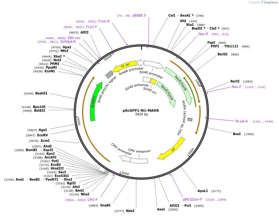 90034-plasmid-map-sequence-id-179000